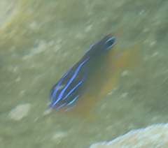 Chrysiptera unimaculata