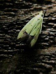 Gymnobathra flavidella