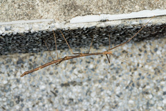 Phraortes formosanus