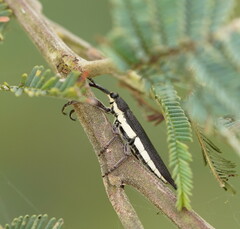 Rhinotia phoenicoptera