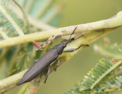 Rhinotia phoenicoptera