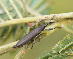 Rhinotia phoenicoptera