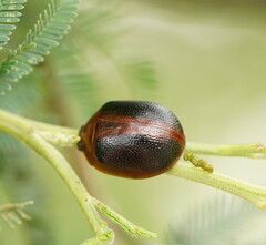 Dicranosterna immaculata