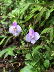 Mazus fauriei