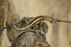 Sceloporus smithi