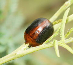 Dicranosterna immaculata