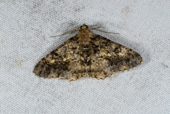 Alcis taiwanovariegata