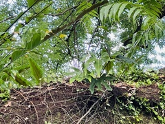 Pyrrosia polydactylos