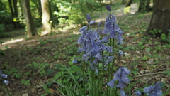Hyacinthoides hispanica