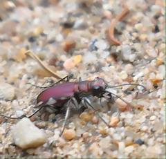 Cicindela scutellaris lecontei