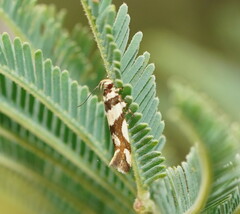 Macrobathra desmotoma