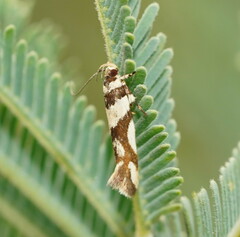 Macrobathra desmotoma