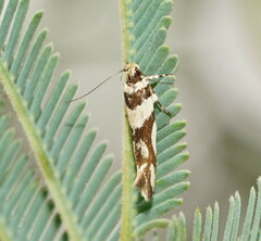 Macrobathra desmotoma