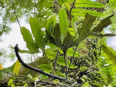 Pyrrosia polydactylos