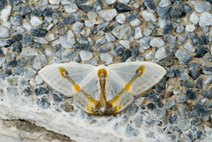 Macrocilix mysticata