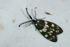 Eterusia aedea formosana