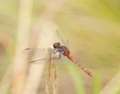 Diplacodes melanopsis