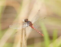 Diplacodes melanopsis