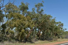 Corymbia brachycarpa