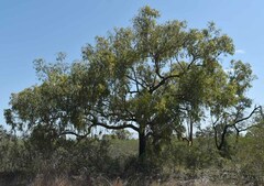 Corymbia brachycarpa