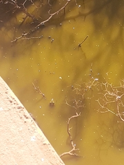 Pelophylax saharicus