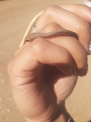Psammophis schokari