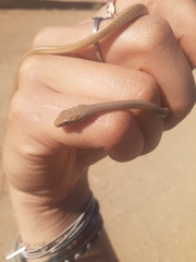 Psammophis schokari
