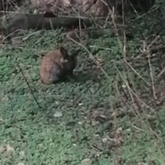 Oryctolagus cuniculus domesticus