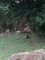 Oryctolagus cuniculus domesticus