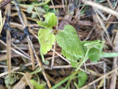 Lamium