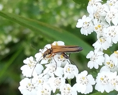 Oedemera