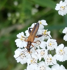 Oedemera