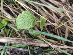Lamium
