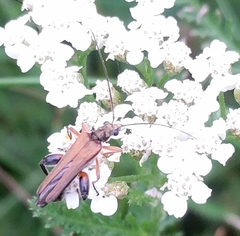 Oedemera