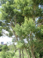 Melaleuca alternifolia