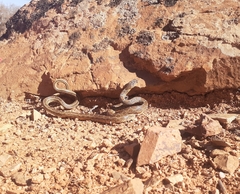 Hemorrhois hippocrepis