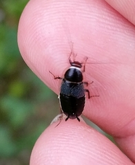 Phyllodromica megerlei