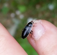 Phyllodromica megerlei