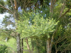 Melaleuca alternifolia