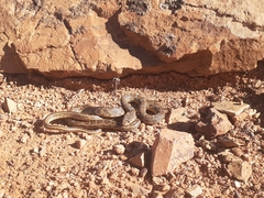 Hemorrhois hippocrepis