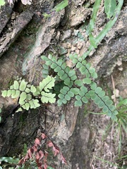 Adiantum flabellulatum