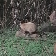 Oryctolagus cuniculus domesticus