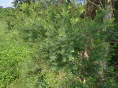 Melaleuca alternifolia