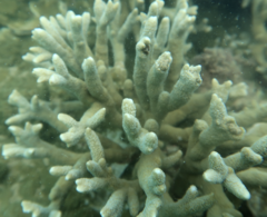 Porites