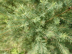 Melaleuca alternifolia