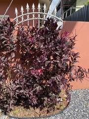 Pseuderanthemum carruthersii