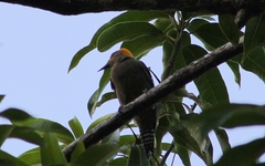 Melanerpes chrysogenys