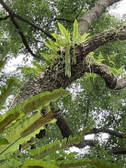 Phlegmariurus phlegmaria