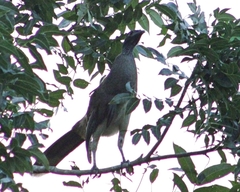 Ortalis poliocephala