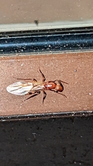 Camponotus variegatus